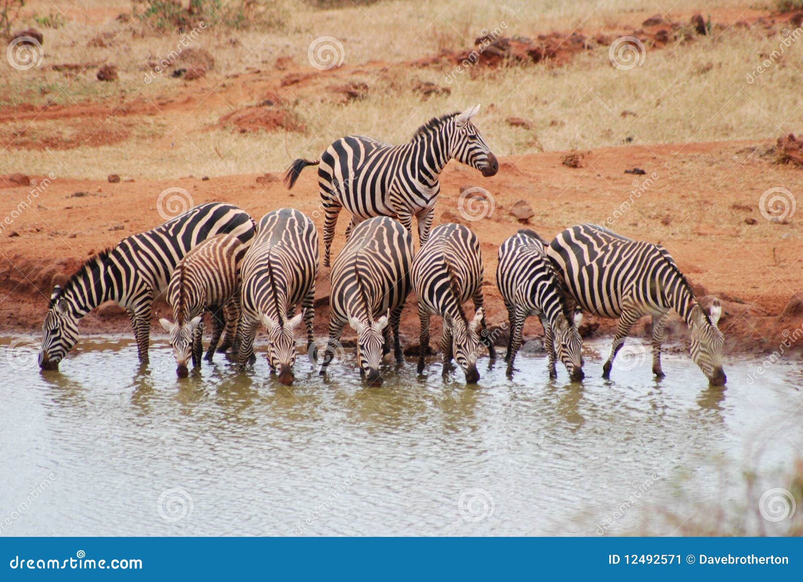 Zebra herd stock image. Image of water, kenya, drinking - 12492571