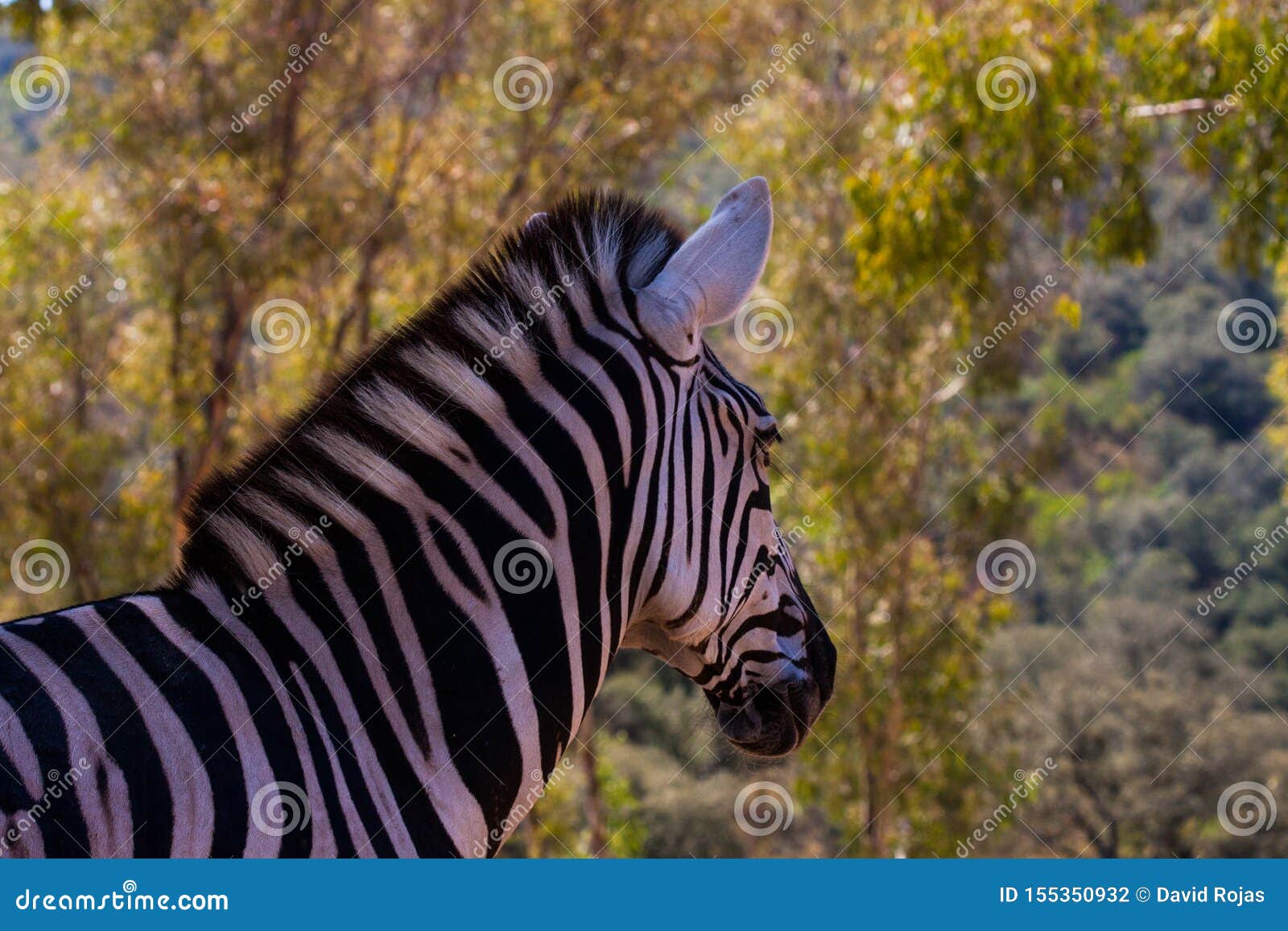 Zebra in Herd, in the Mountains, Next To Rocks and in a Natural Background.  Plants Around Animals, Hot Habitat Stock Photo - Image of blue, serengeti:  155350932