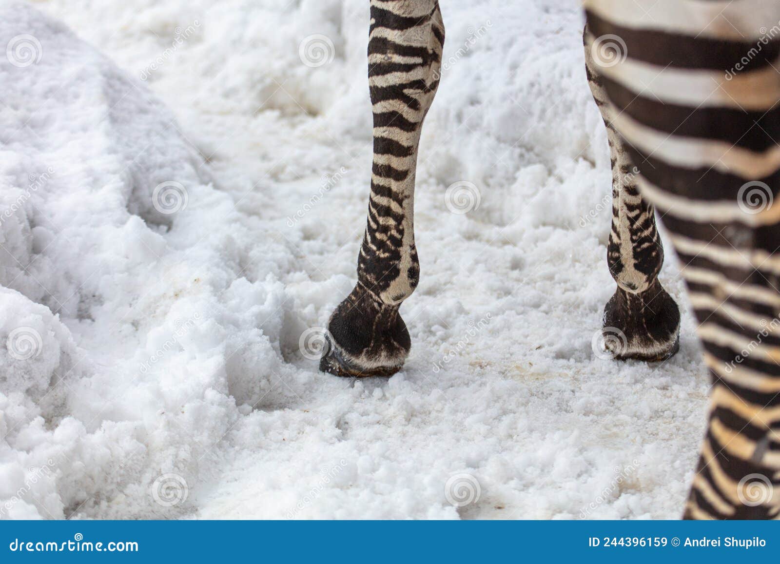 Zebra hooves on the snow stock image. Image of safari 244396159