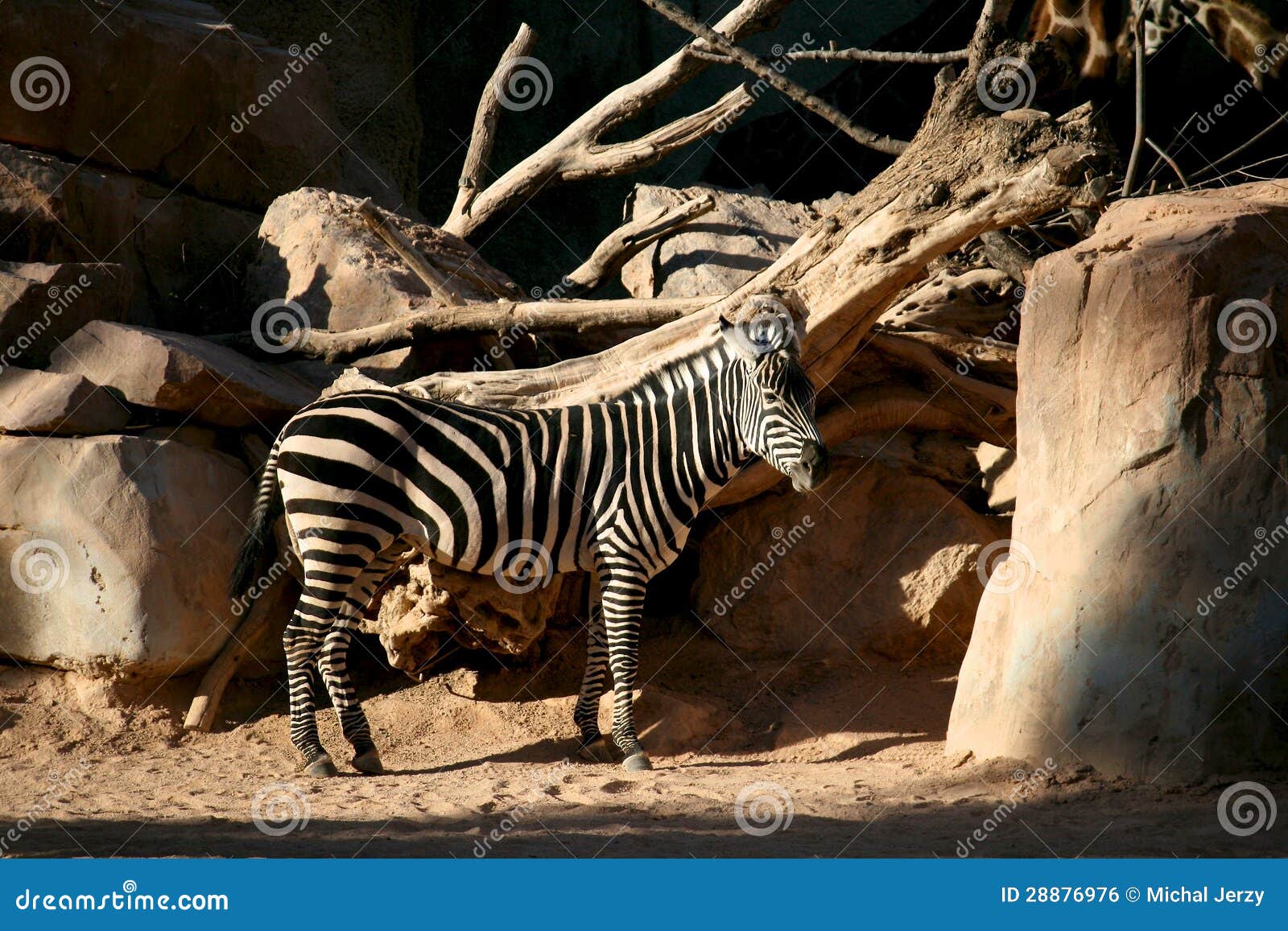 Zebra horse stock photo. Image of holiday, zebra, horse 28876976