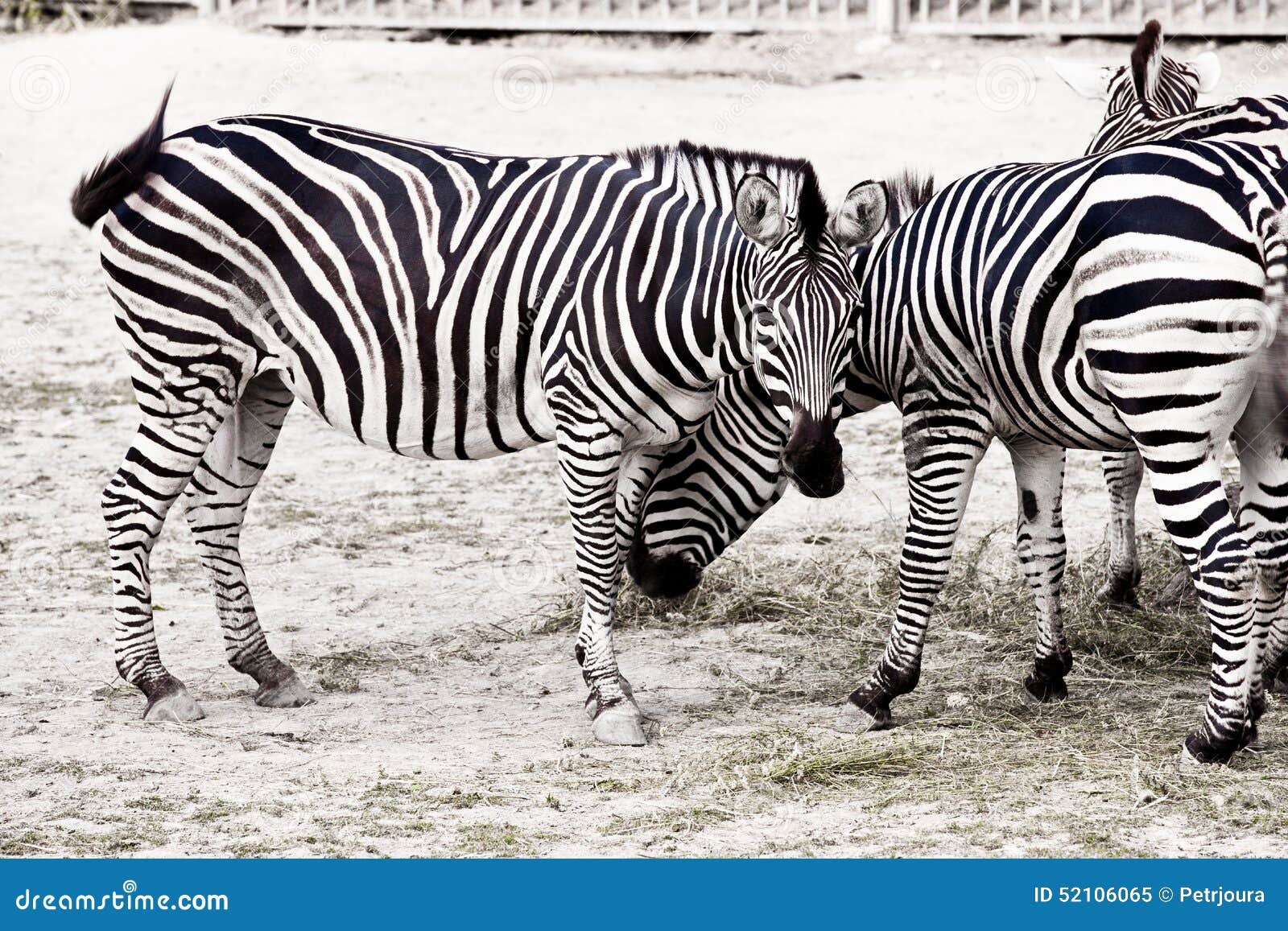 zebra horse race movie zebra horse race movie
