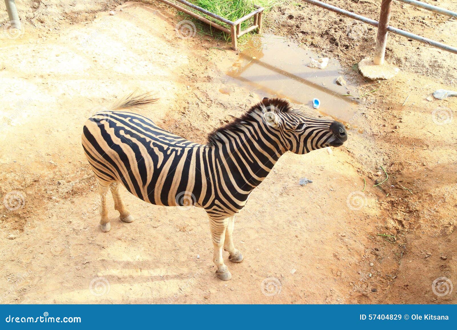 Zebra stock image. Image of zebra, chonburi, open - 57404829