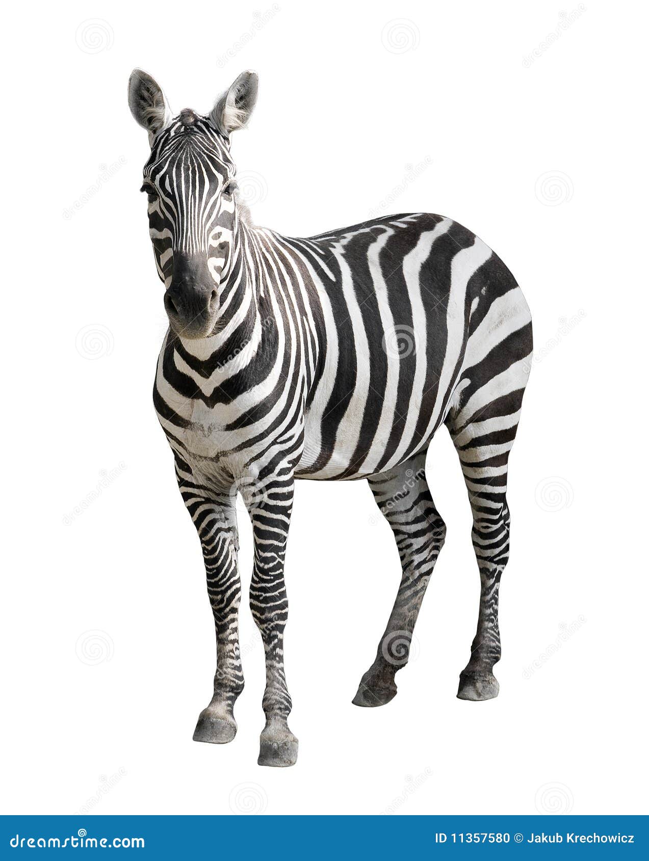 zebra  on white