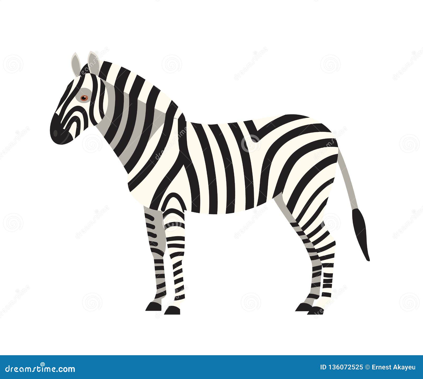 zebra  on white background. portrait of stunning wild herbivorous animal with stripy coat. graceful exotic