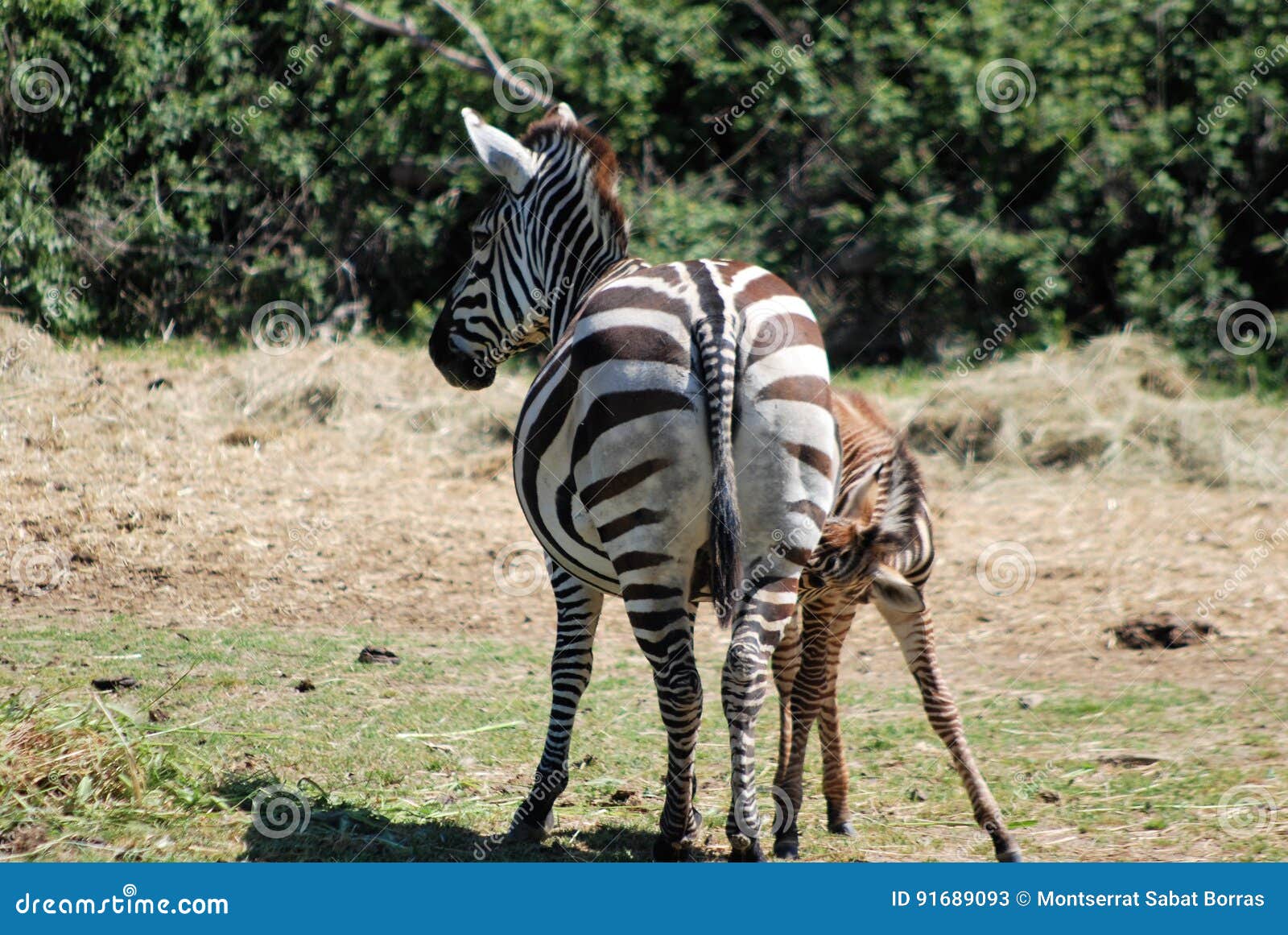 Zebra stock image. Image of distinctive, mammal, horse - 91689093