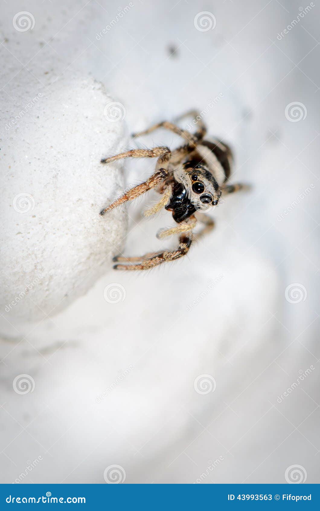 Zebra Jumping Spider on the Hunt Stock Image Image of upright