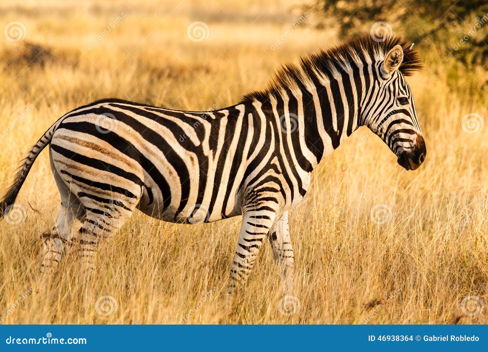 zebra