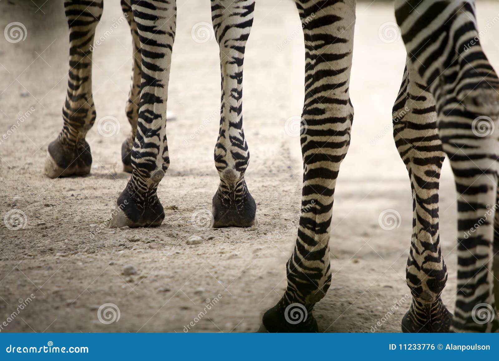 Zebra legs stock photo. Image of wild, lots, looking - 11233776