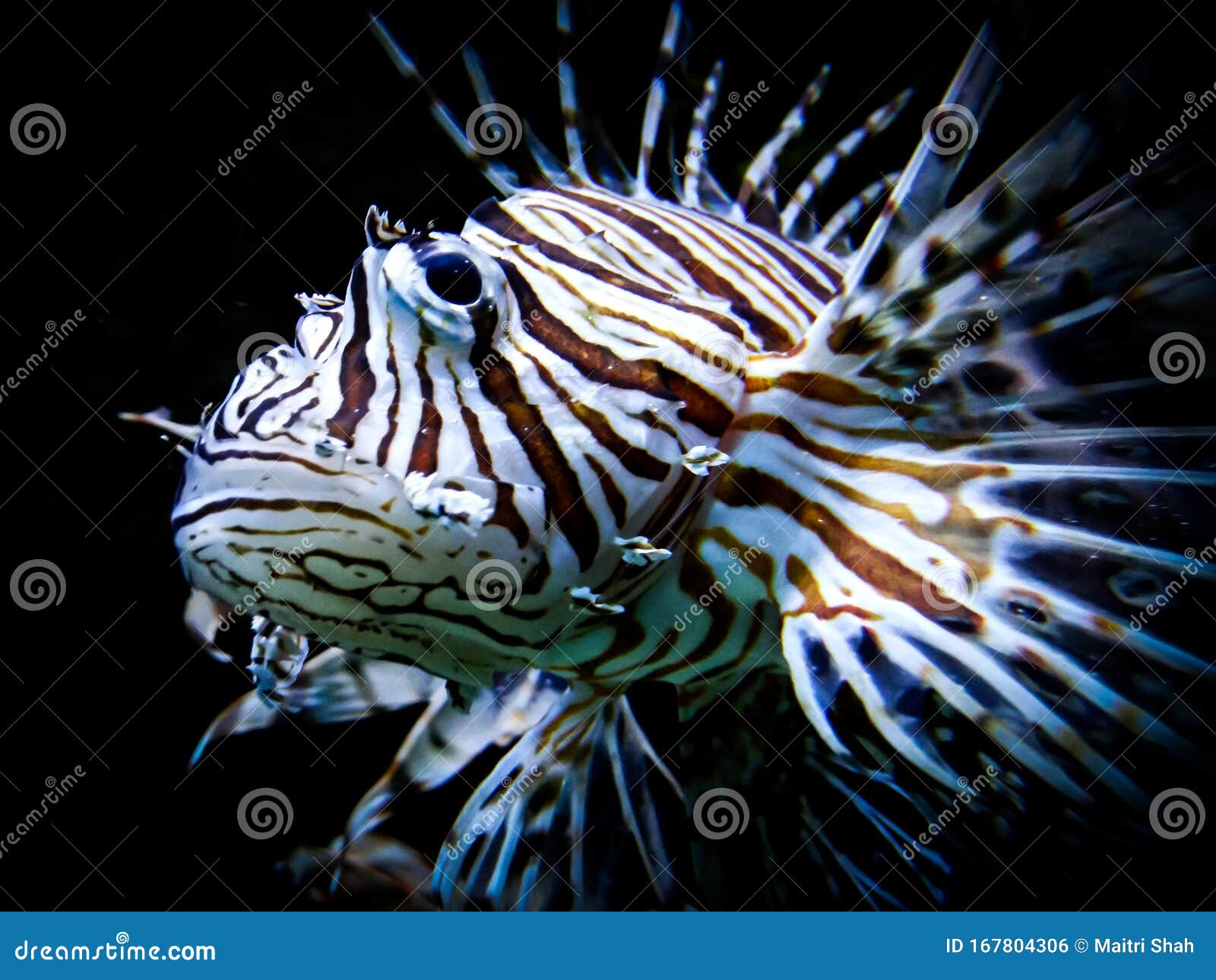 Zebra Lion Fish in Black Aquarium Background Stock Photo - Image of deep,  dangerous: 167804306