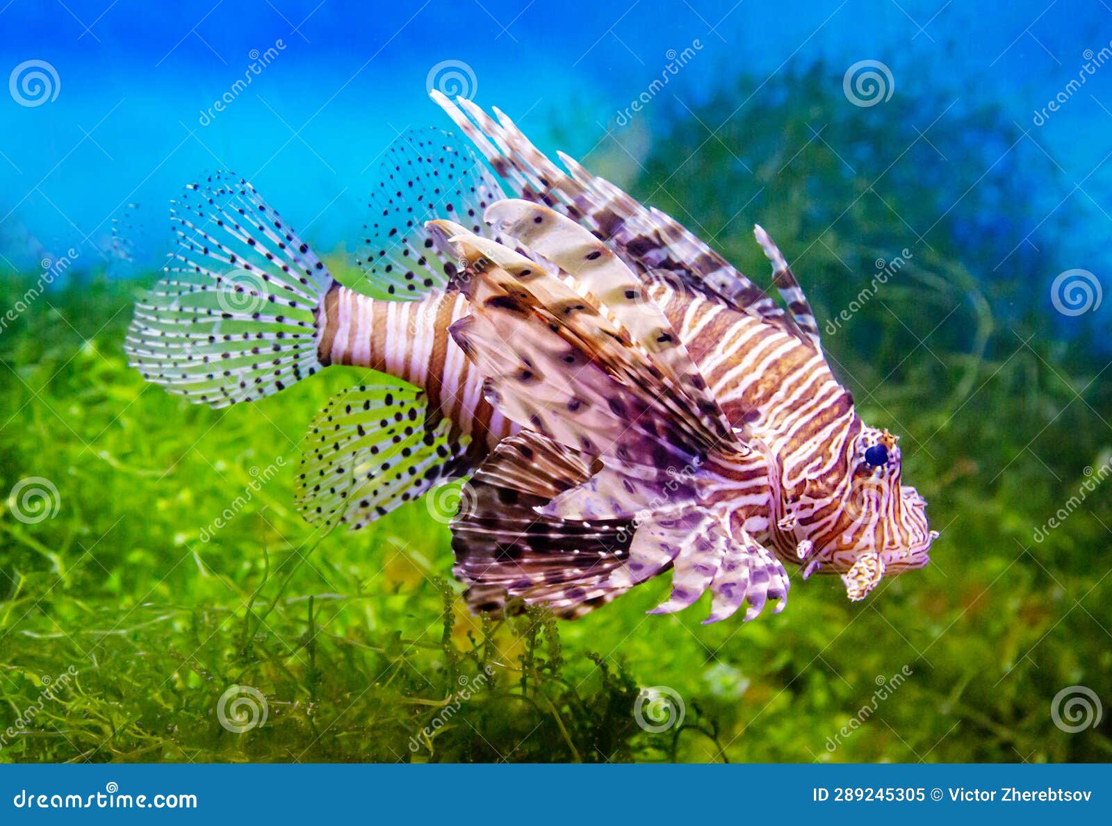 Zebra Lionfish (Latin: Pterois Volitans) with Stripes on Its Back and  Poisonous Spikes Stock Image - Image of blue, back: 289245305