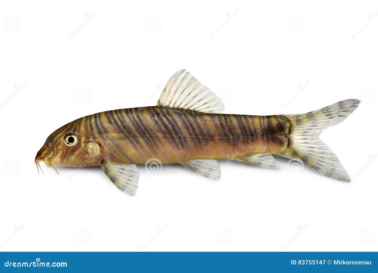 Zebra Loach Catfish Botia Striata Aquarium Fish Stock Image - Image of  fish, striata: 83755147