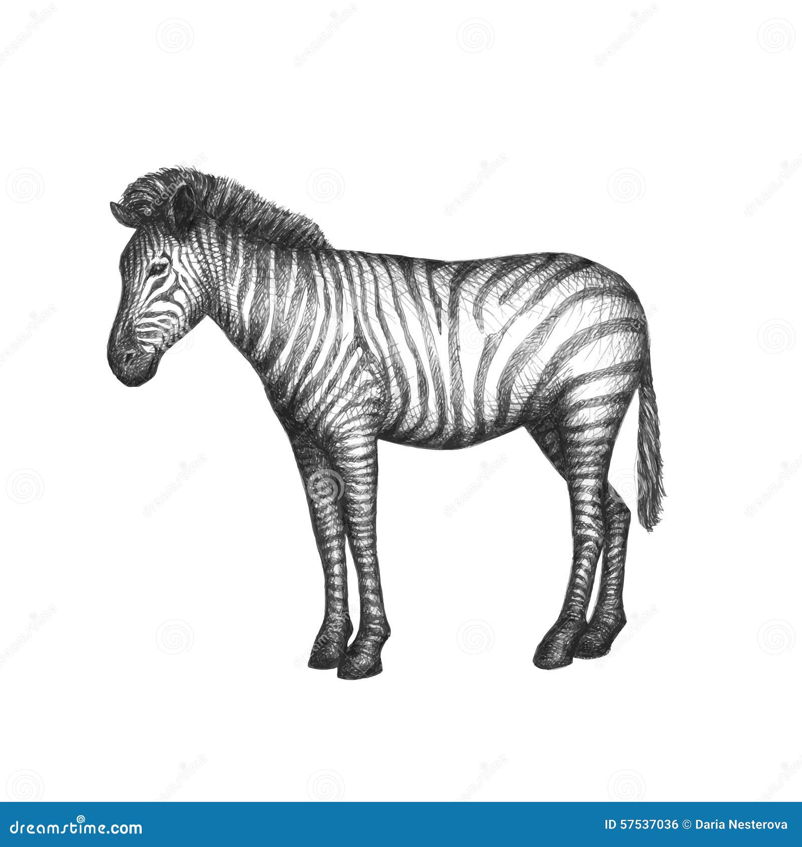 Zebra lokalisiert auf weißem Hintergrund Vektor. Zebra lokalisiert auf weißem Hintergrund Hand gezeichnete Skizze Vektorabbildung für Ihr design