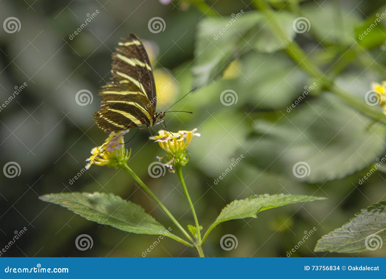 Zebra Longwing Butterfly Drinking from Lantana Stock Photo Image of