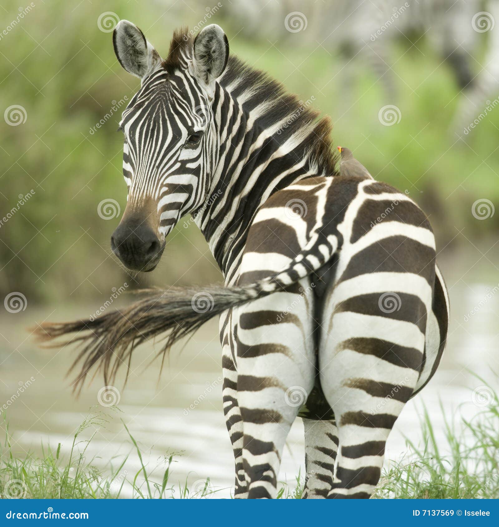 Zebra Looking at the Camera Stock Image - Image of observation, nature