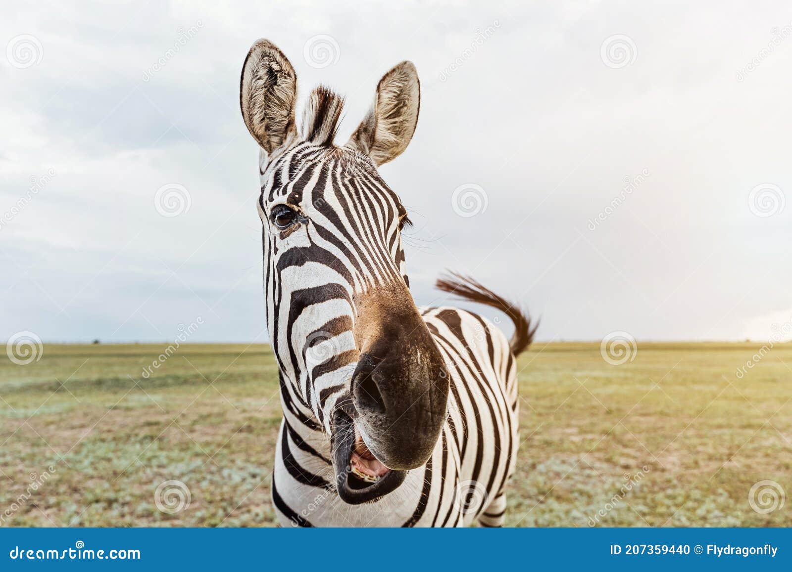 Curiosos e Engraçados: Cavalos Sorrindo