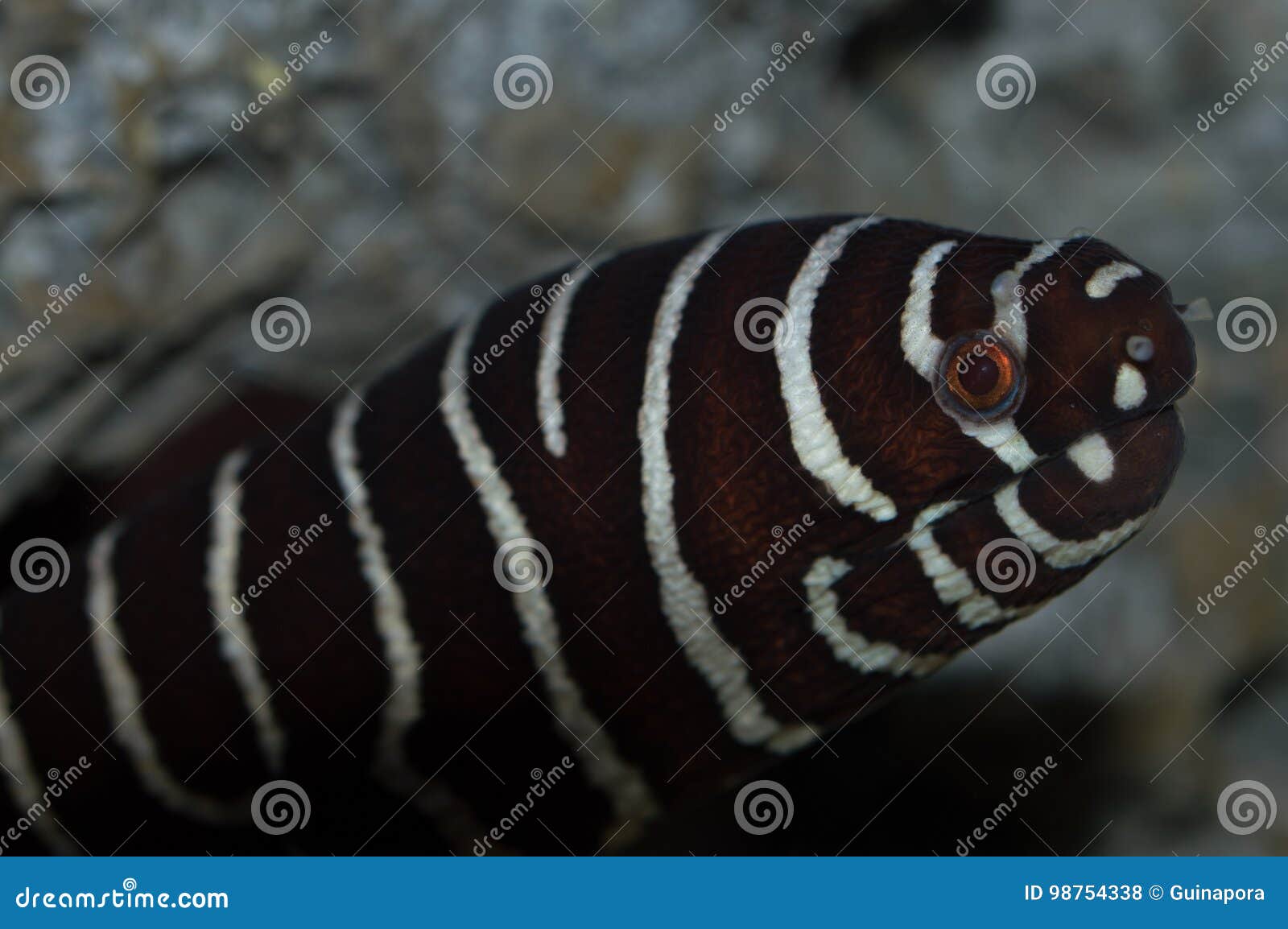 zebra moray eel closeup