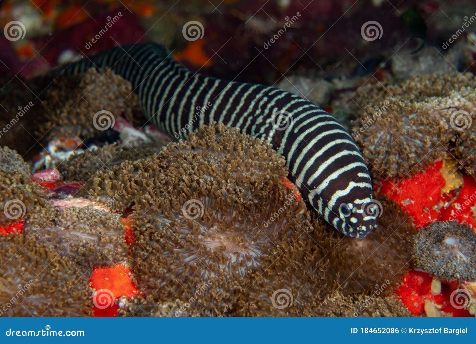 zebra moray eel, gymnomuraena zebra living in a tropical coral reef of similan islands thailand.