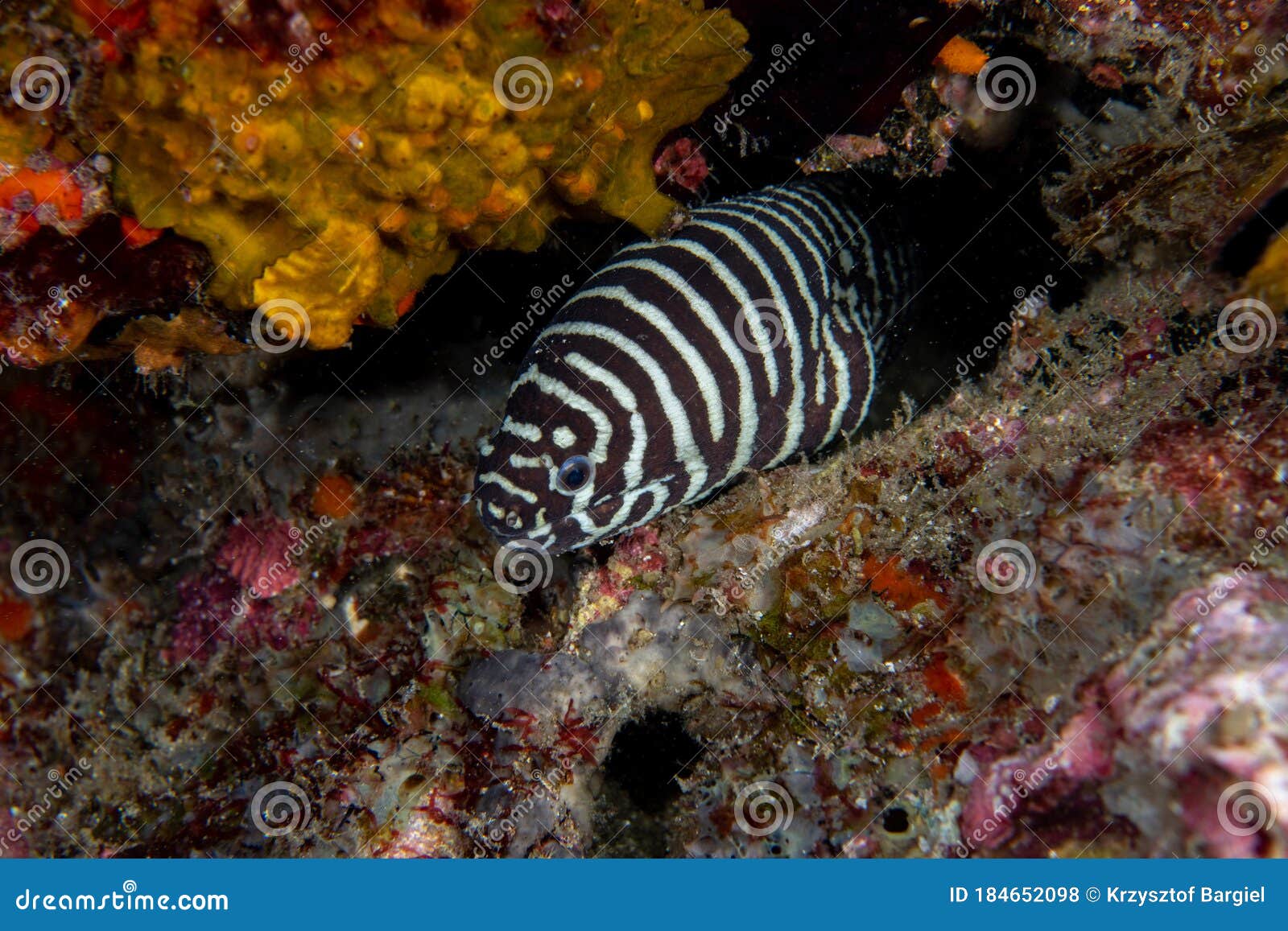 zebra moray eel, gymnomuraena zebra living in a tropical coral reef of similan islands thailand.