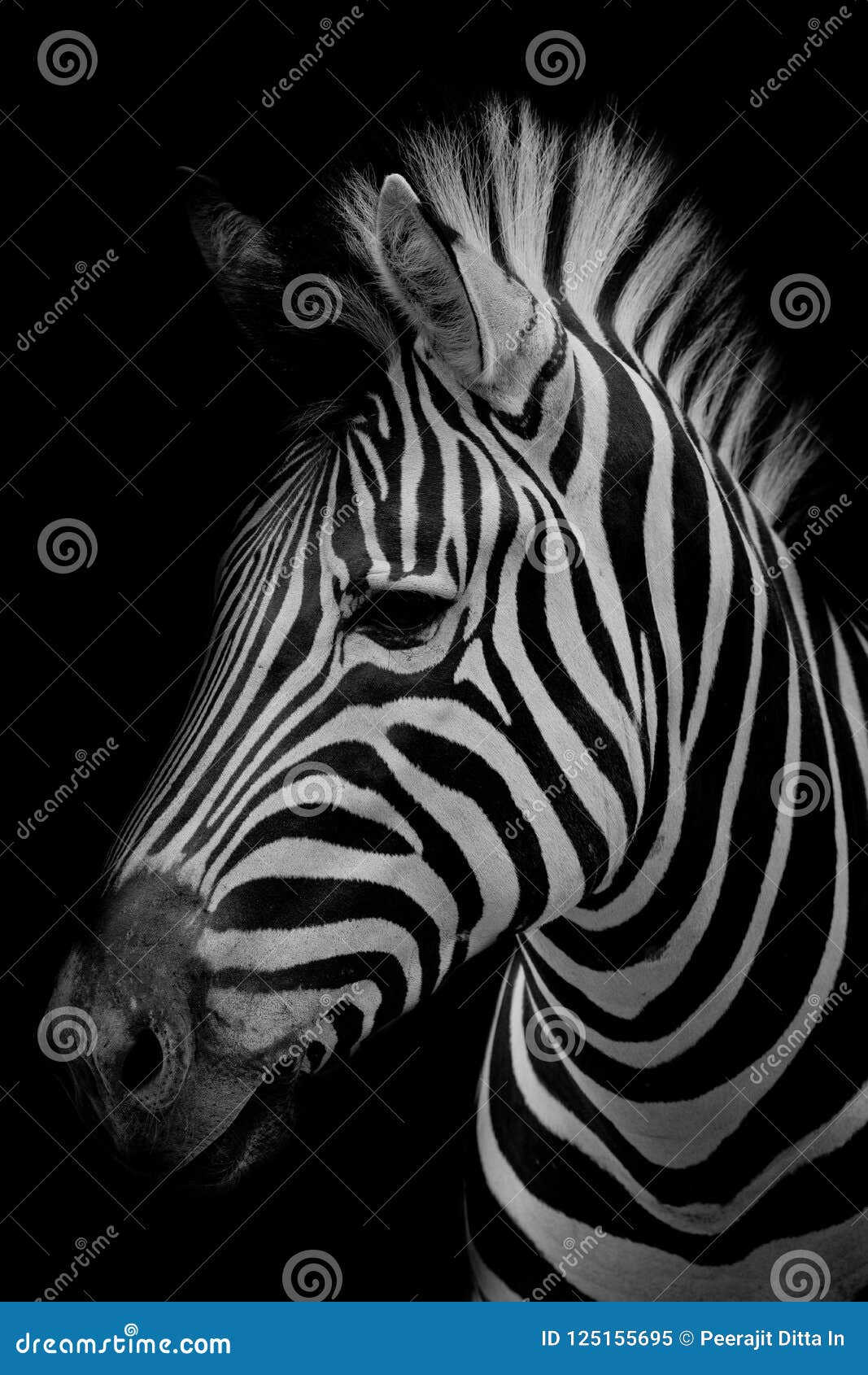 Wees tevreden droogte gereedschap Zebra Op Donkere Achtergrond Zwart-wit Beeld Stock Afbeelding - Image of  beeld, keizer: 125155695