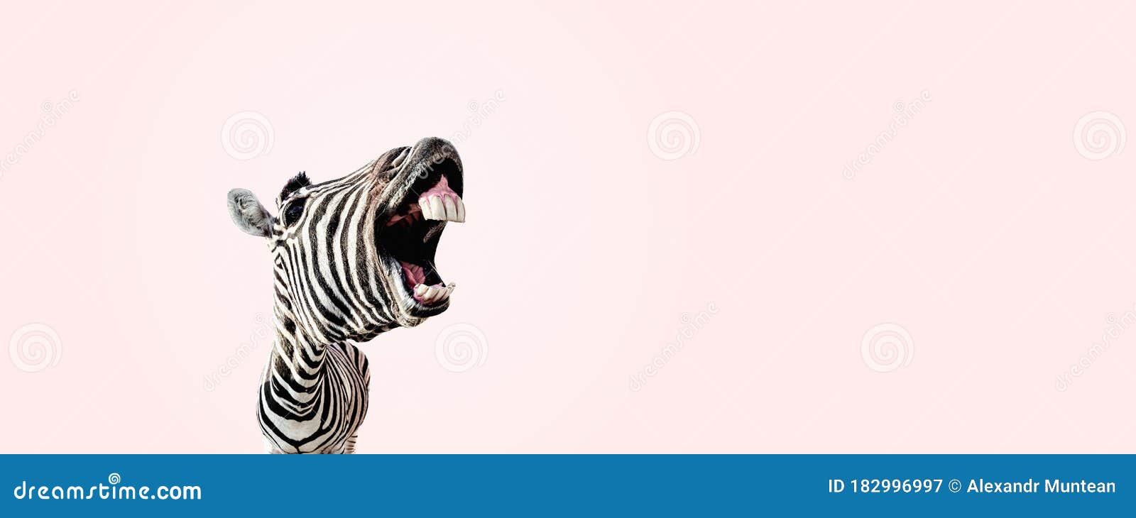 Zebra with Open Mouth Panoramic Stock Image - Image of mammal, portrait