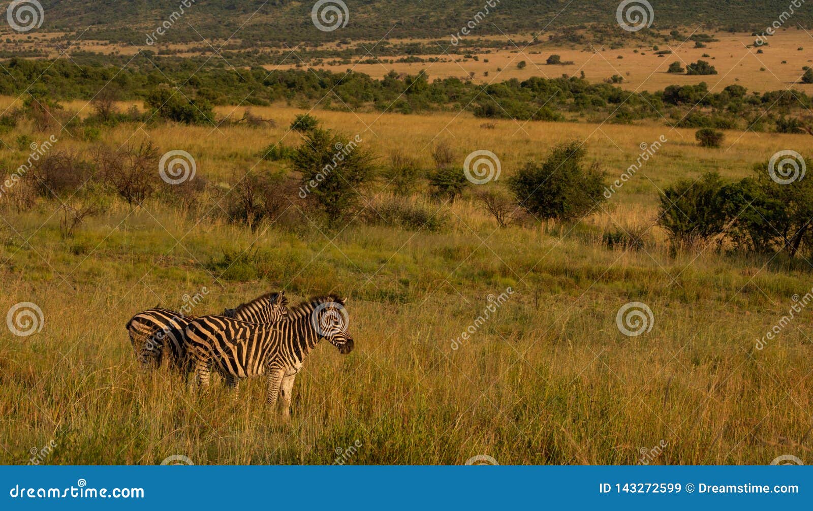 Zebra in the open stock image. Image of safari, pair - 143272599