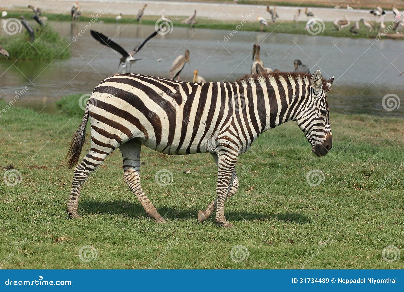 Zebra stock image. Image of beautiful, hunt, animals - 31734489