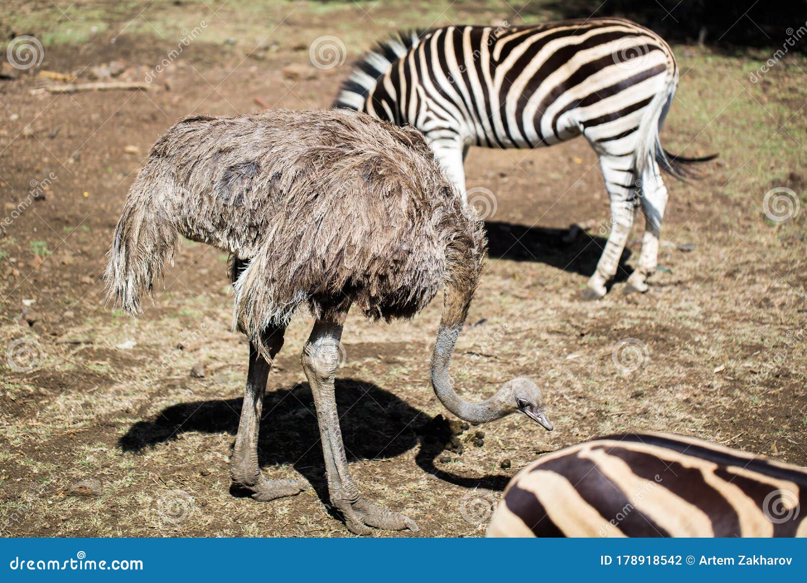 Zebra and Ostrich in the Wild. Mauritius. Stock Photo Image of