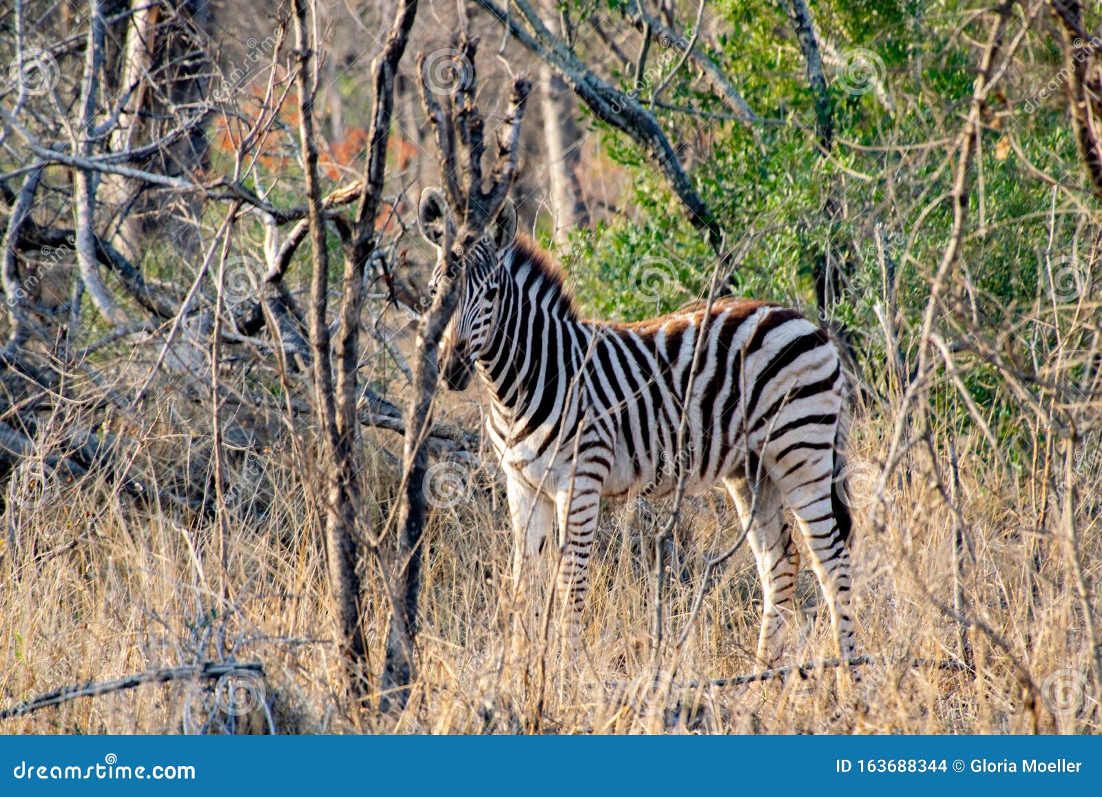 Zebra Peek-a-boo stock photo. Image of nature, mammal - 163688344