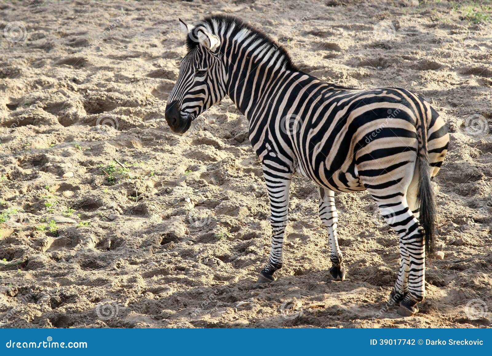 Zebra stock photo. Image of white, africa, safari, natural 39017742