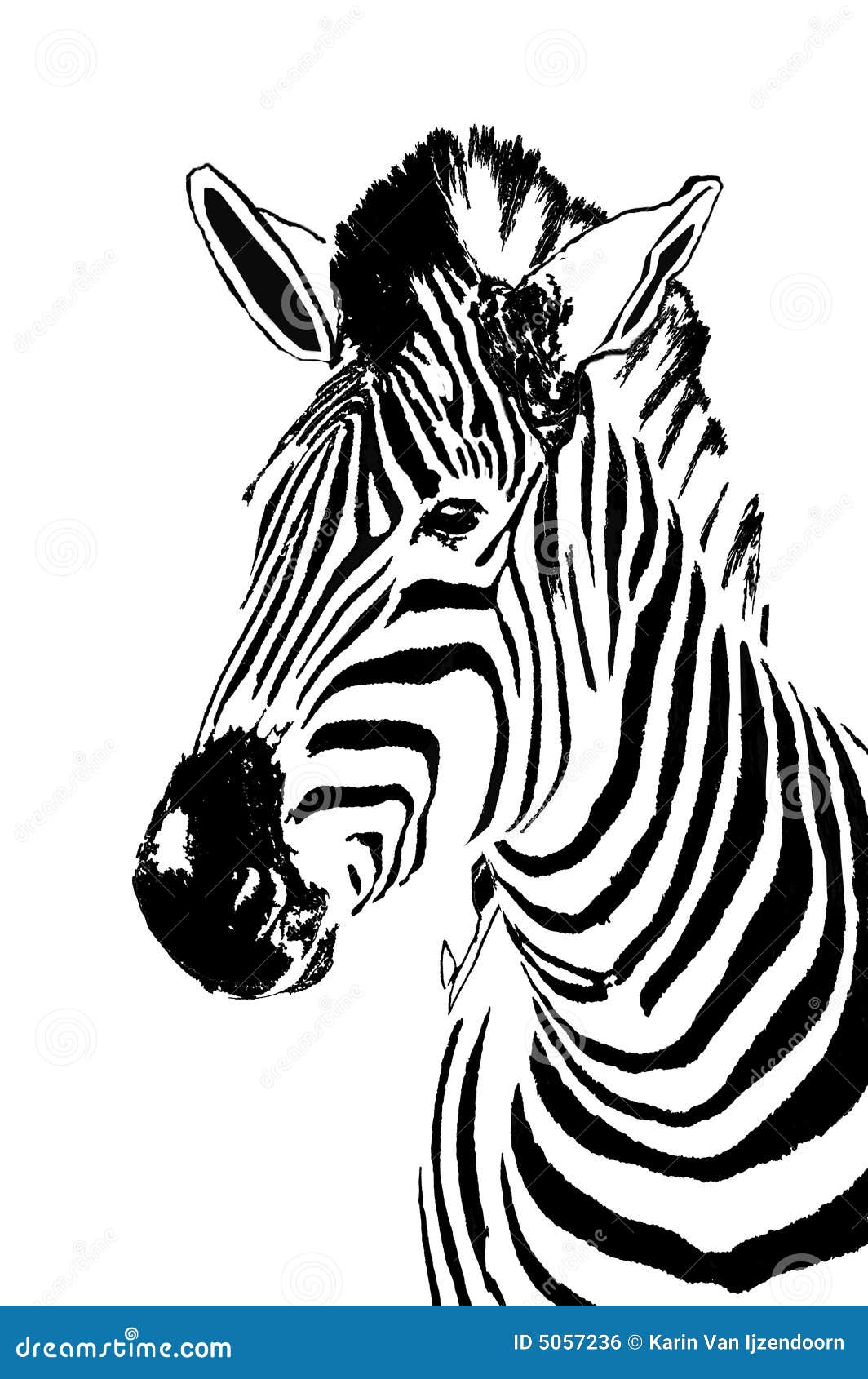 zebra portrait