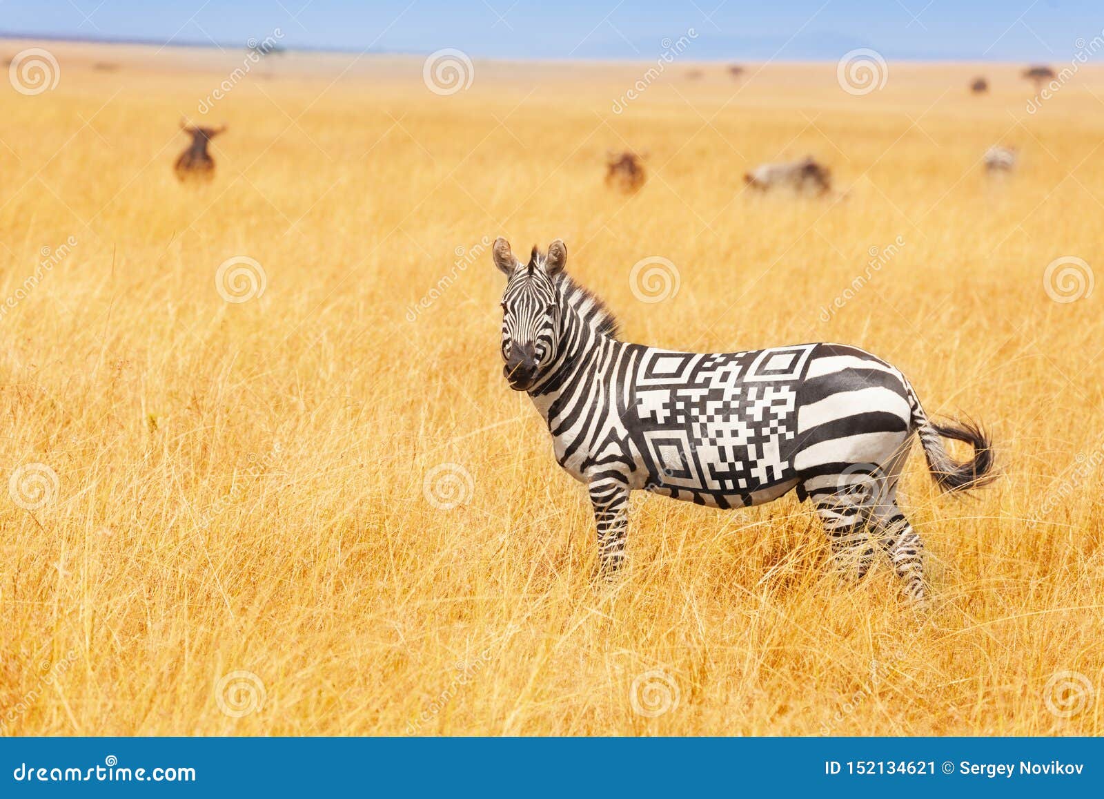 Zebra with QR code on the back
                concept in field