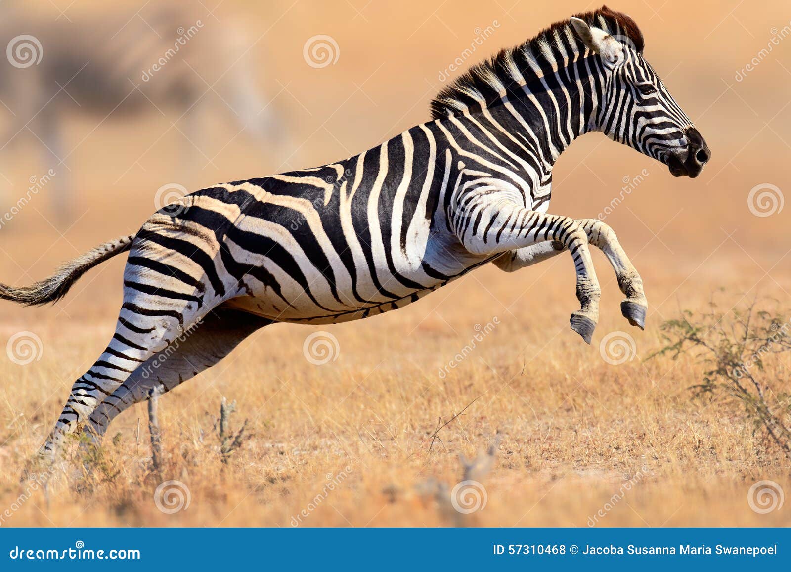 zebra running and jumping