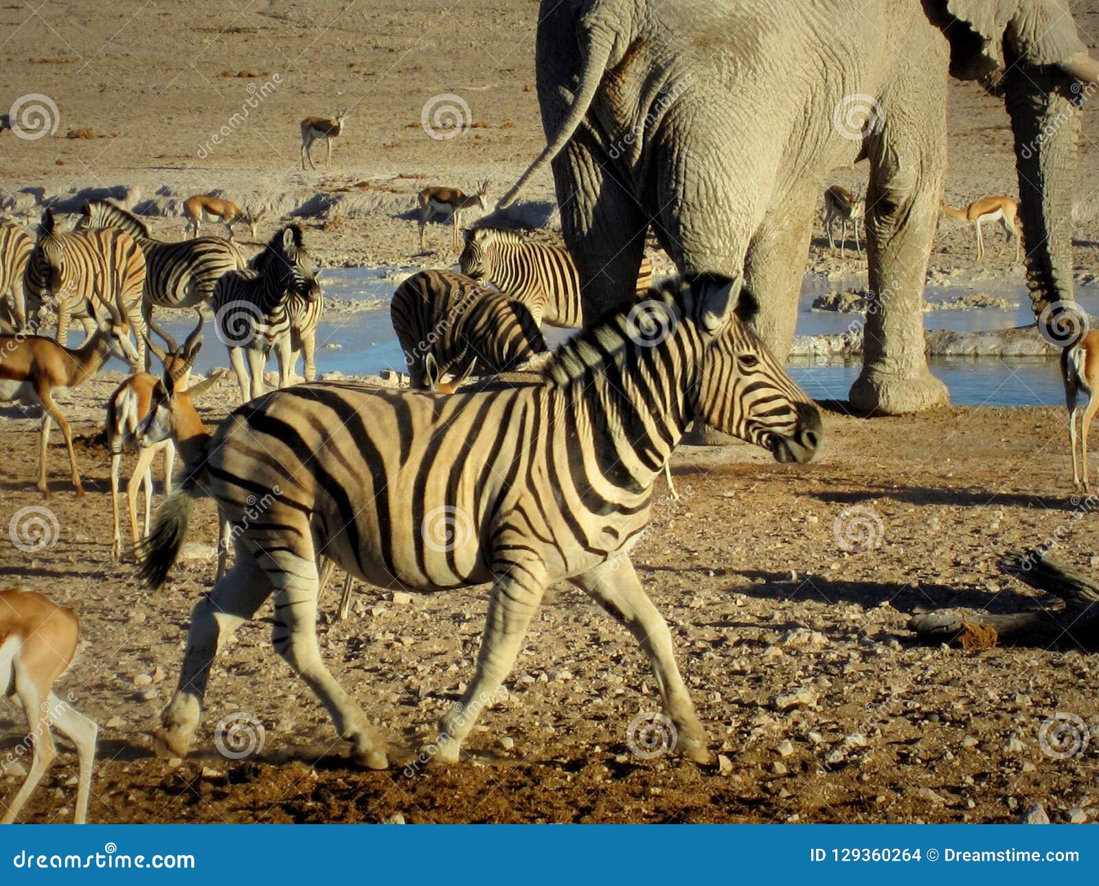 Namibia, Etosha Pan, Elephant and Other Animals Drinking Water with Zebra  in the Foreground Stock Photo - Image of etoshapan, oryx: 129360264