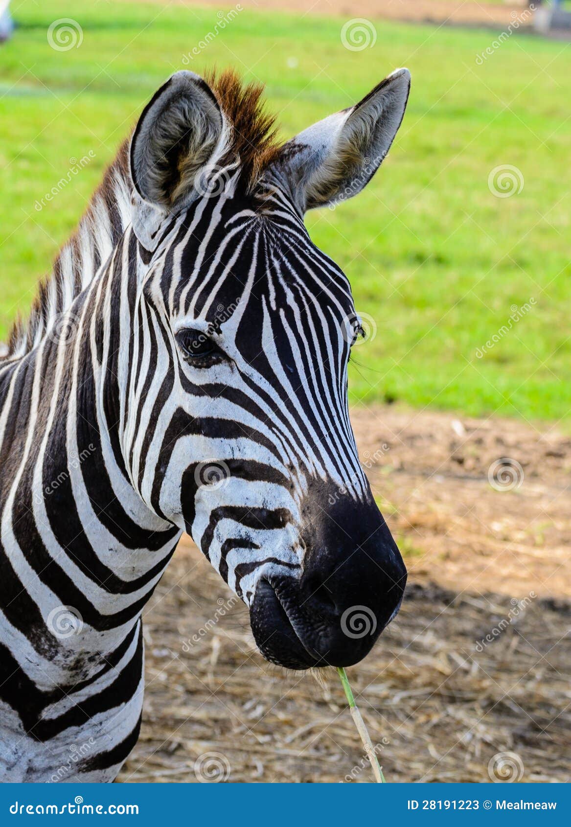 The zebra s eating grass stock image. Image of stripes - 28191223