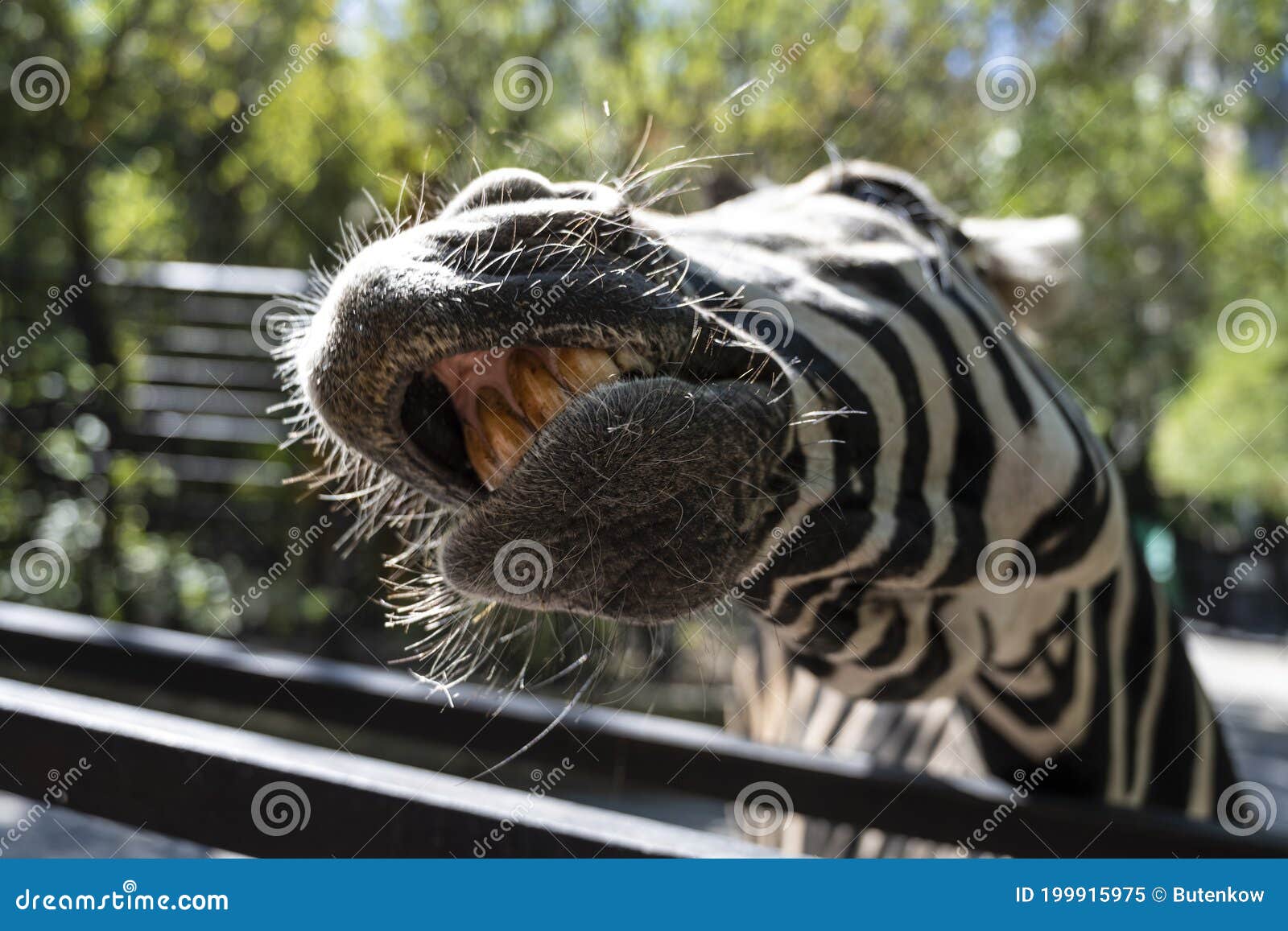 Zebra`s Mouth and Teeth Close Up Stock Image Image of laugh, front