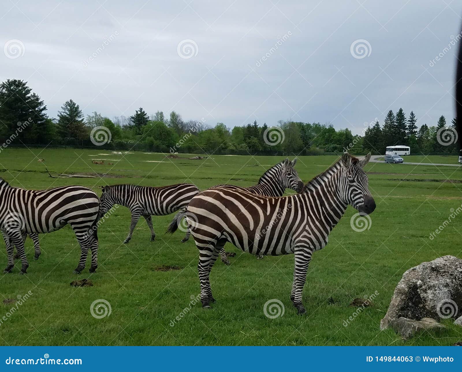 Zebra Safari Park Wildlife Canada Editorial Stock Photo - Image of grass, outdoor: 149844063 Zebra Safari Park Wildlife Canada Editorial Stock Photo - Image of grass, outdoor: 149844063