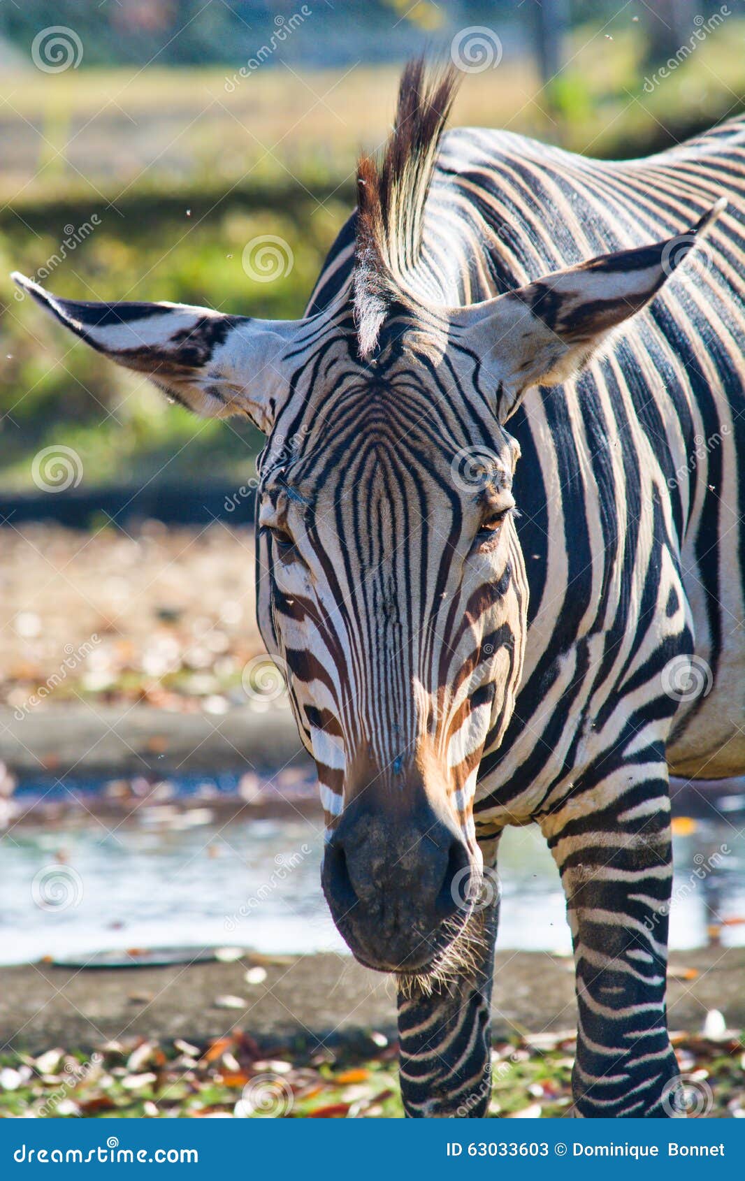 Zebra stock image. Image of field, saitama, black, zebra - 63033603