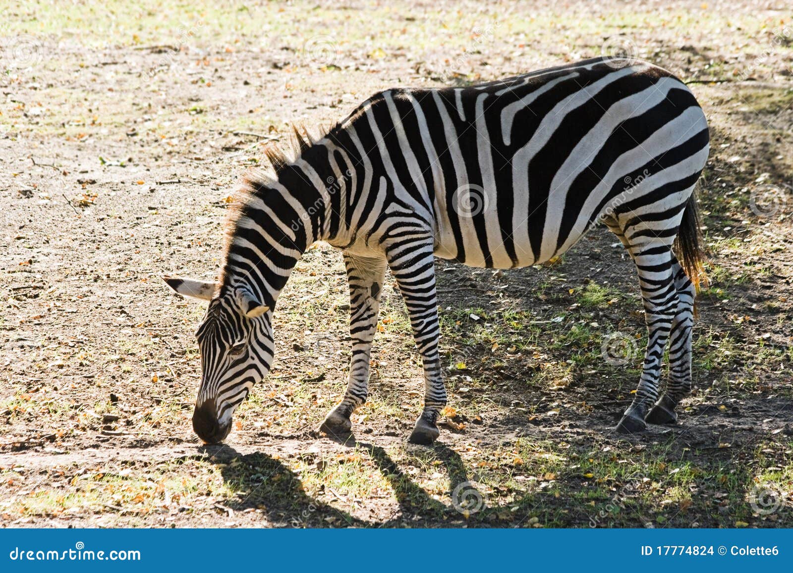 Zebra searching for food stock photo. Image of horse 17774824