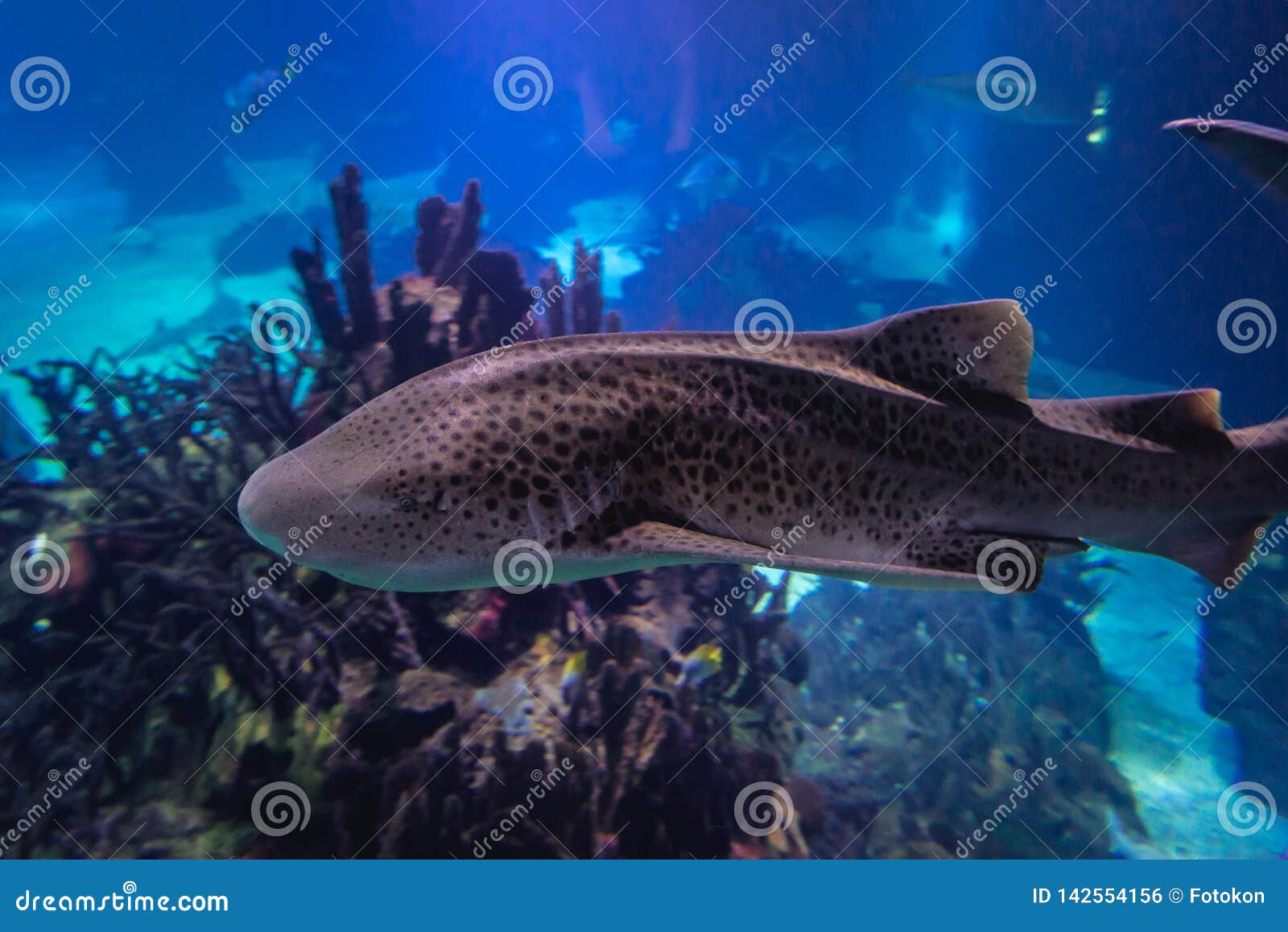 Zebra shark in aquarium stock photo. Image of portugal 142554156