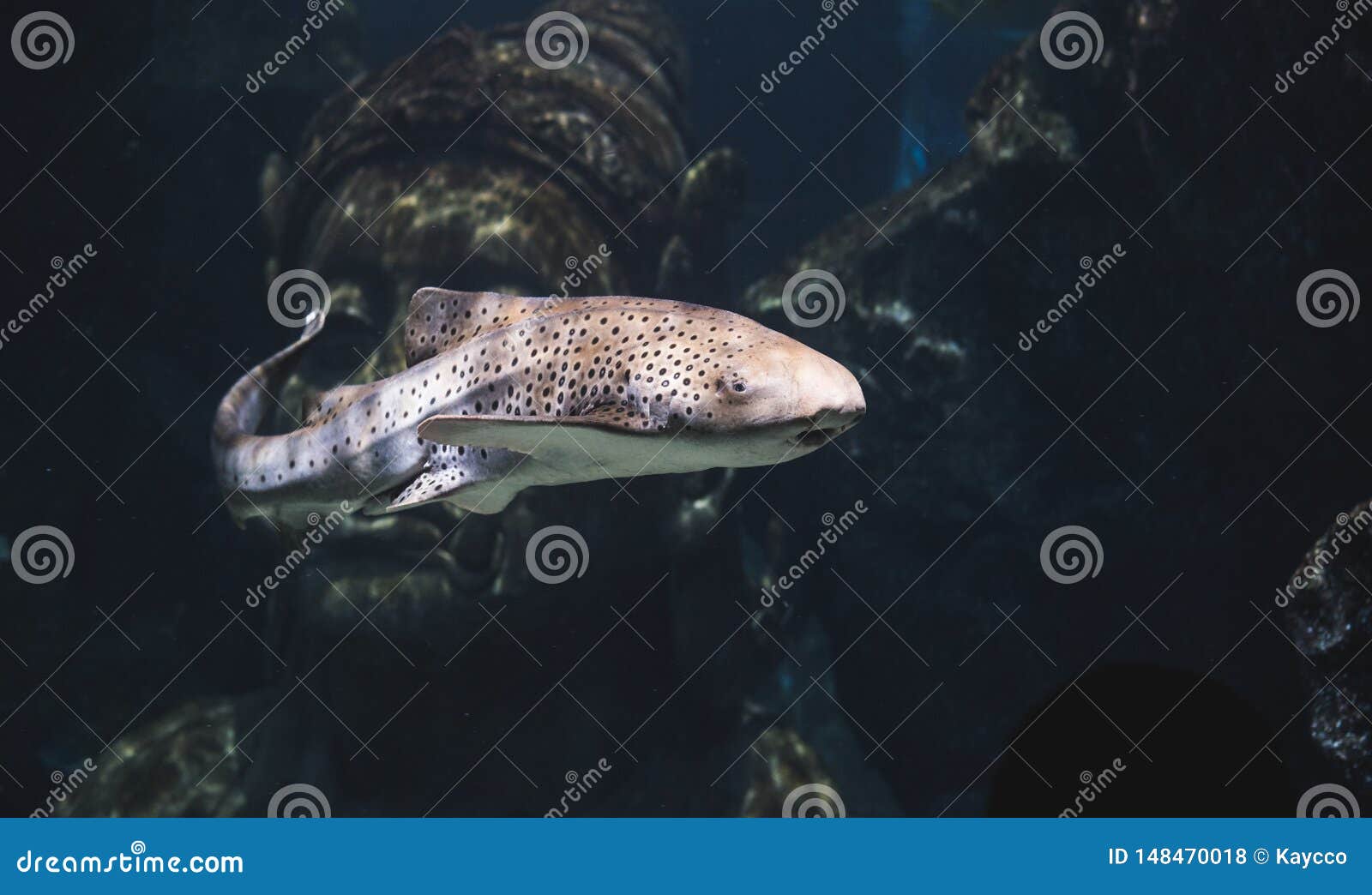 Zebra Shark in Aquarium stock photo. Image of illuminated 148470018