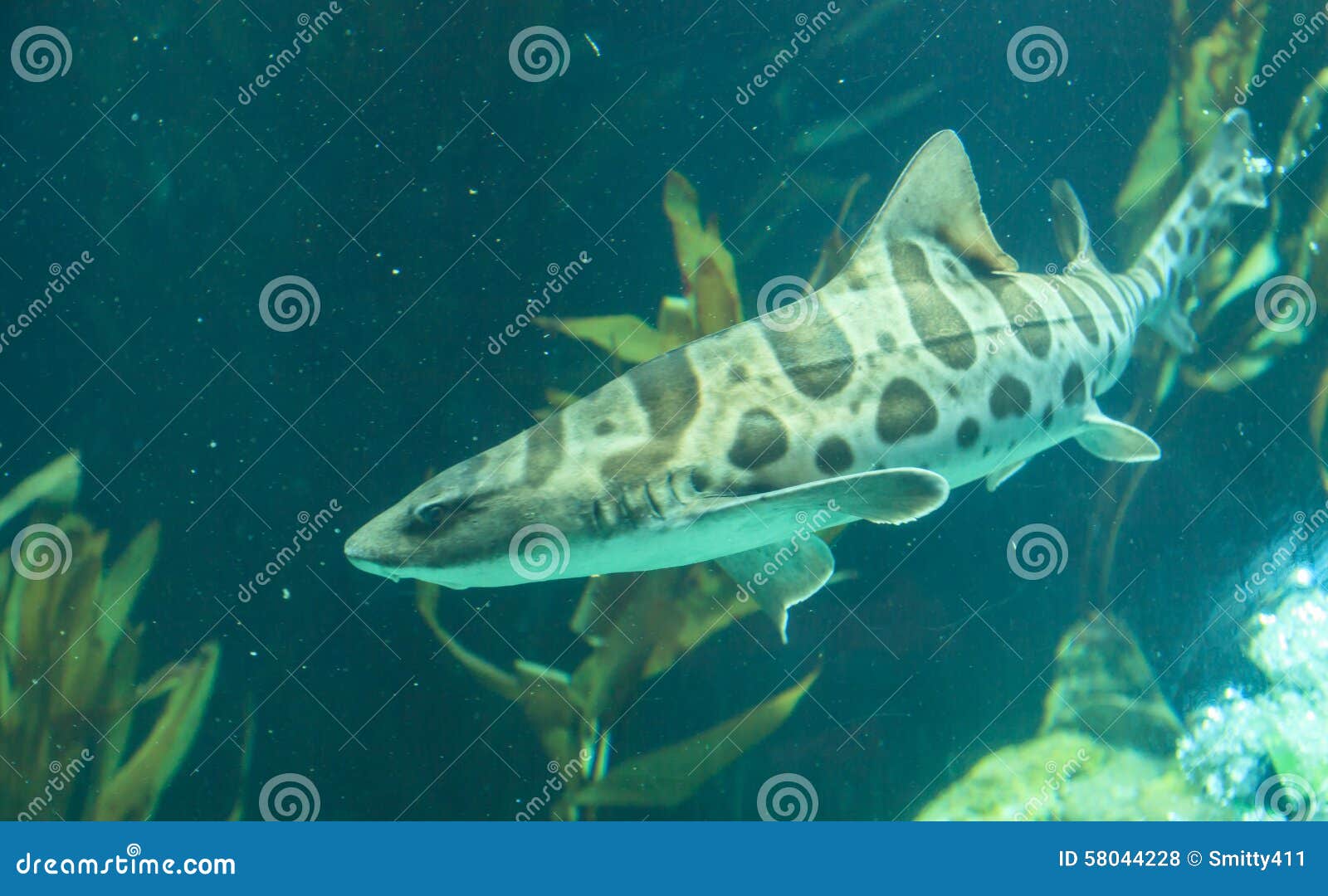 zebra shark, stegostoma fasciatum