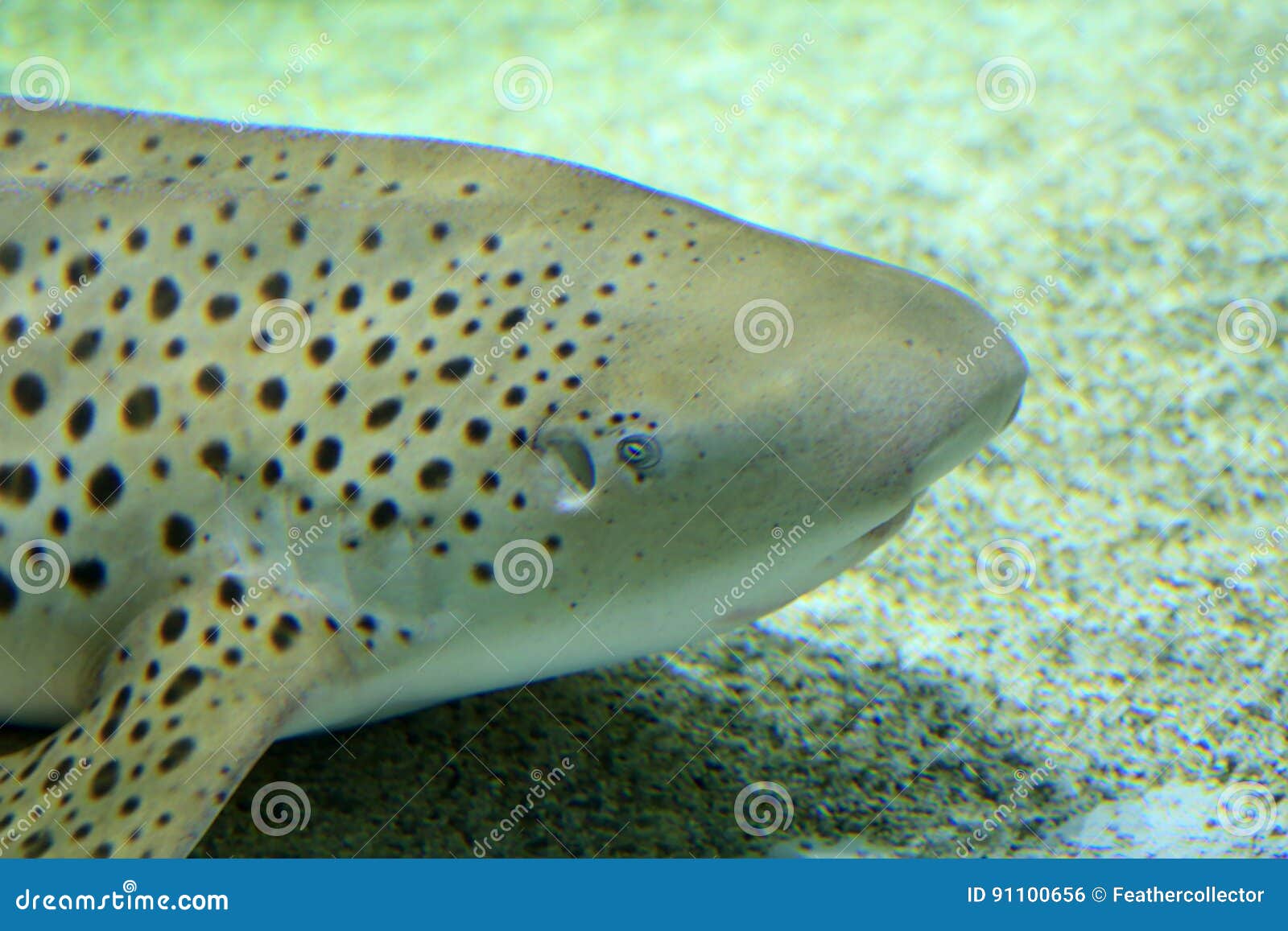 Zebra shark stock photo. Image of background, natural - 91100656