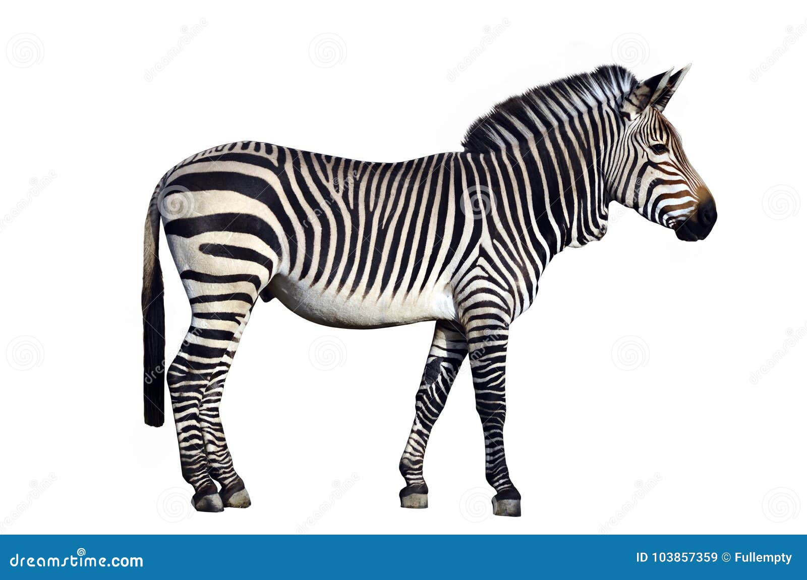 1 4 Zebra Side View Photos Free Royalty Free Stock Photos From Dreamstime
