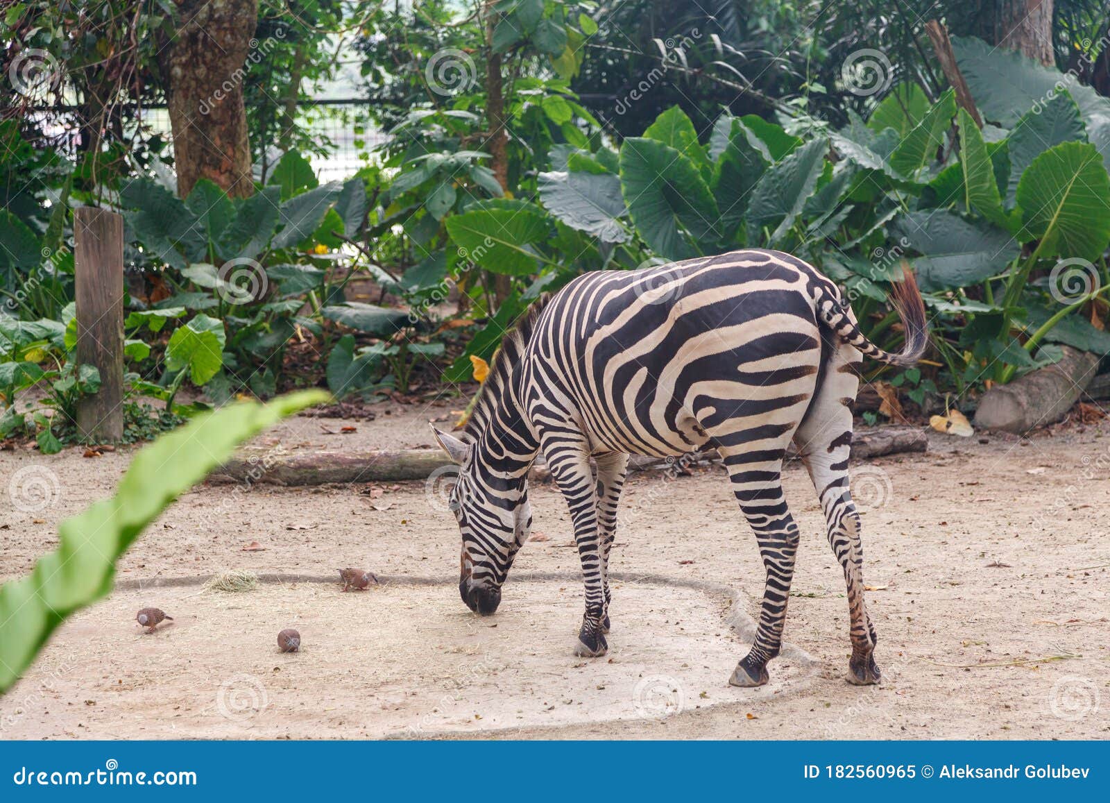 Zebra at the Singapore stock image. Image of wild, outdoor - 182560965