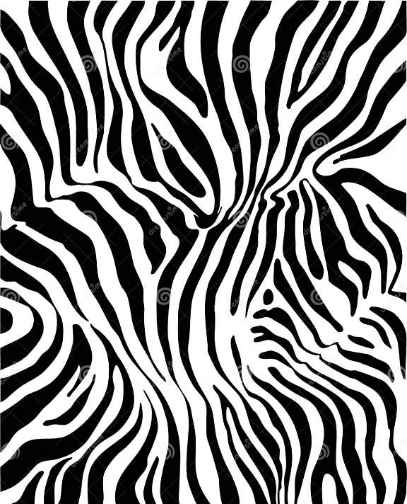 Zebra skin stock vector. Illustration of striped, graphic - 8880022