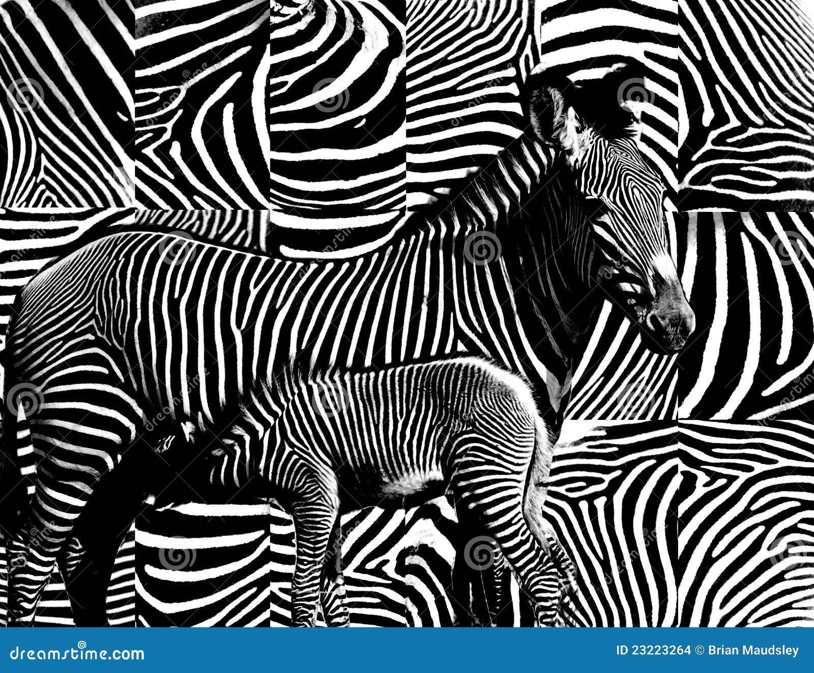 zebra skin pattern.