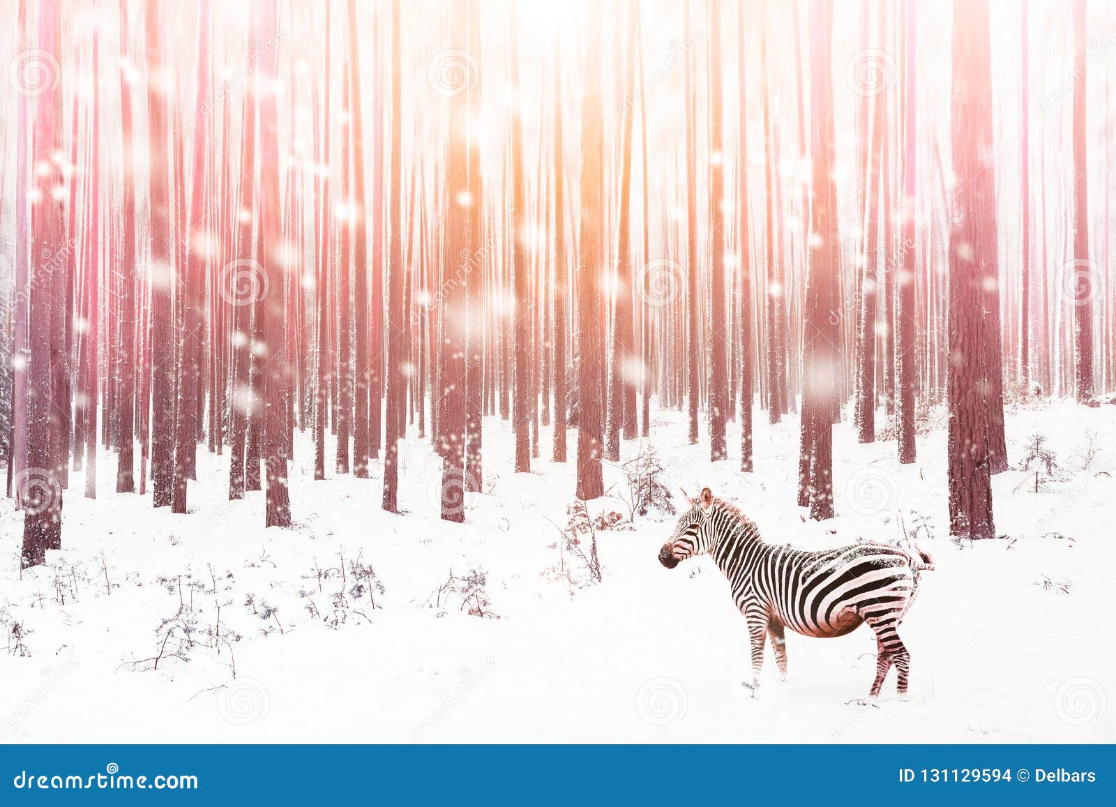 zebra in a snowy forest. fantastic fabulous image. winter dreamland. ÃÂÃÂ¡onceptual striped image in pink color