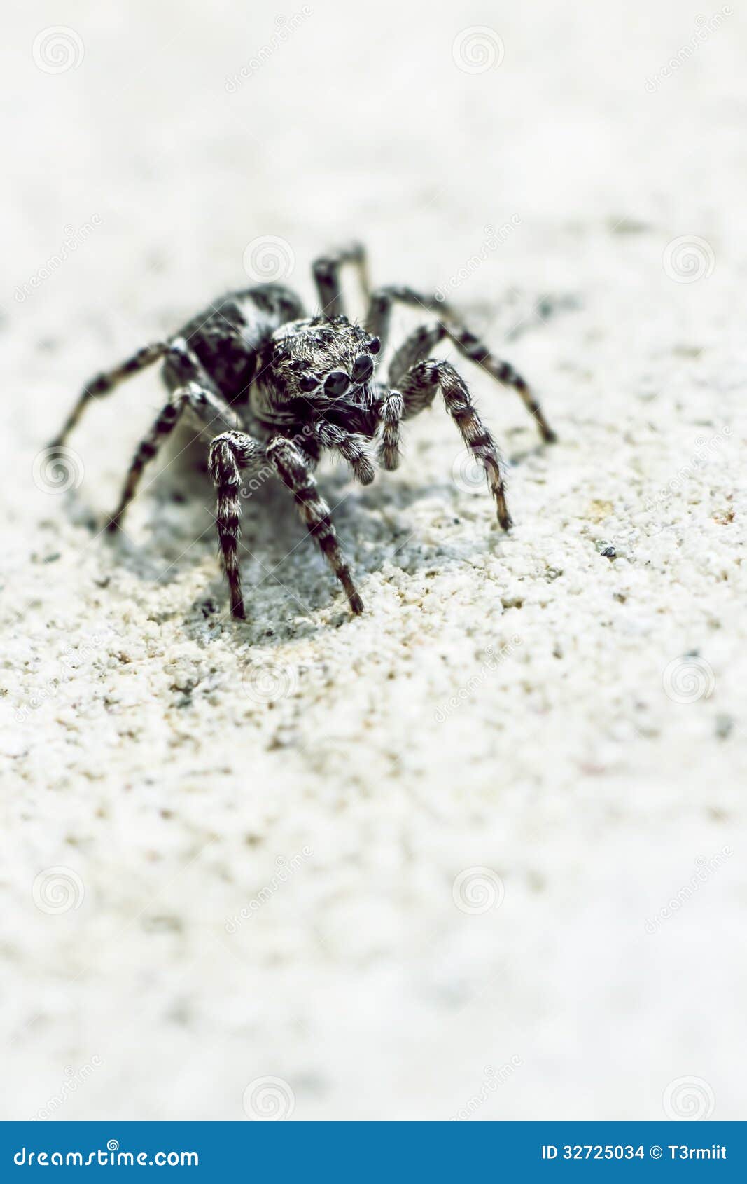 pink zebra spider pink zebra spider