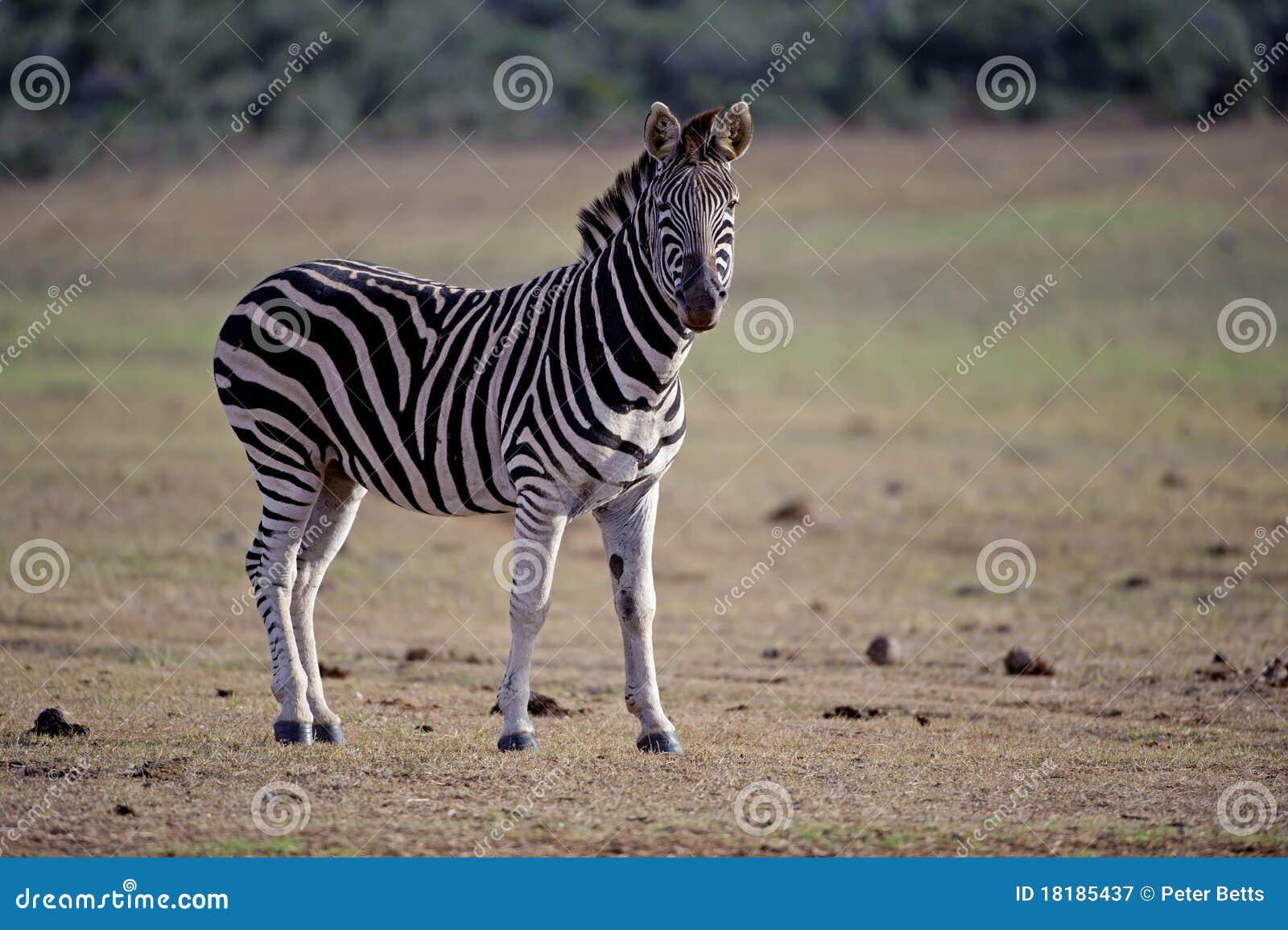 Zebra Stallion stock image. Image of muscular, grass - 18185437