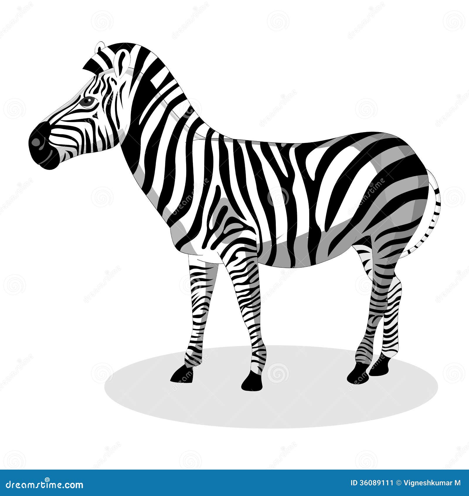 zebra